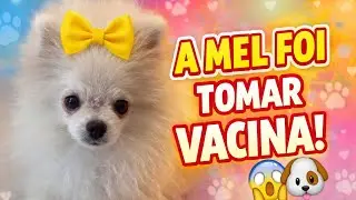 Mel Went to Get Her Vaccine! 🐶💉 See How She Reacted