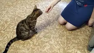 Ася дает лапу