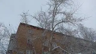 Стайка красивых СВИРИСТЕЛЕЙ заглянула в Печору поесть рябины. 23.11.2021