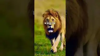 LION  WINNER🔥| ft.LION #lion #lionattitudestatus #lionquotes