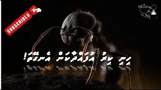 How Ants Farm and Milk Aphids   Stories from Nature