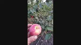 Яблуня Канзі.