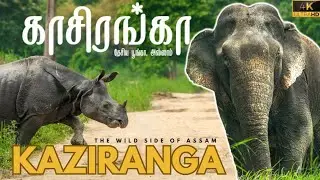 Kaziranga Safari Experience in 4K | Wildlife Photography Tips & Wildlife Encounters | CJ Wild Vlogs.