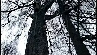 Березовый сок! Как его добывают?