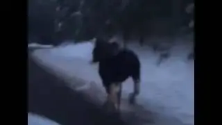 Moose Runs Alongside Car on Montana Highway