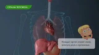 Понятие об организме. Ядерные и доядерные организмы