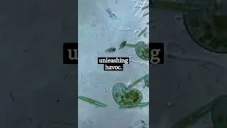 Most Deadly Bacteria 🦠 In The World #sciencefacts #science #thesciencehub #shorts