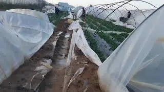fırtına çilek seralarına zarar verdi 