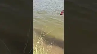 fishing videos new 2023 big rohu fish catching in river