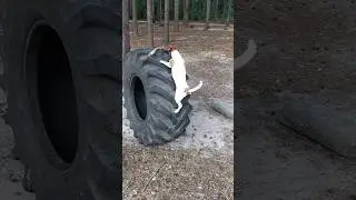 Джек Рассел на тренировке