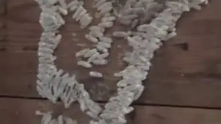 Что может сделать мотылица/Wax moth eating the honeycomb...