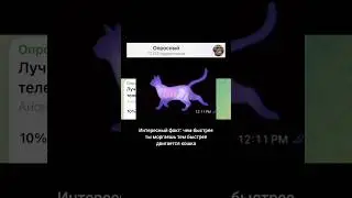 The best video prank on your phone screen?