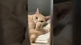 Come Rescue Kittens with Us!