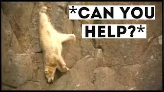 Polar Bears That Asked People for Help & Kindness