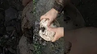 Шампиньёнчик