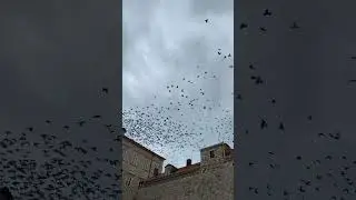 #croatia #croatiatrip #dubrovnik #birds