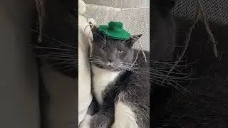 EPIC Cats in Hats Compilation! 😺🎩