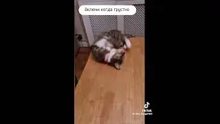 Коты спортсмены
