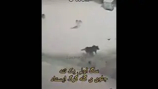 Пример! Почему надо держать для охраны 