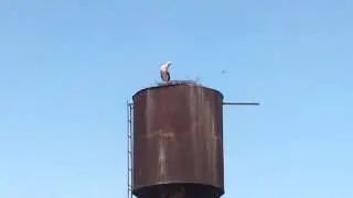 Аисты
