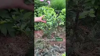 Какую голубику лучше выбрать: маленький или большой саженец?