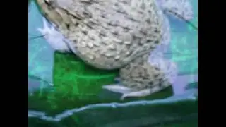 Frog cambodia , Forg khmer ,Frog