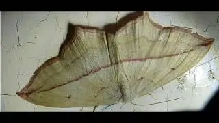 Scopula imitaria, the small blood vein Greece by Theo Fotiadis