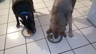 German Shepherd Sasha Celebrates 11 Year Gotcha Day W Prime Rib!
