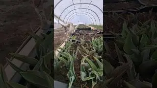 Greenhouses are my happy place 