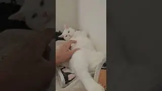 Сладкая булочка! Руна!