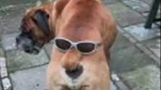 loldogs