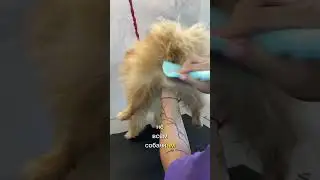 Как высушить и вычесать шпица 