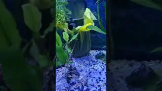 простой способ чистой воды в аквариуме #аквариум #чистаявода