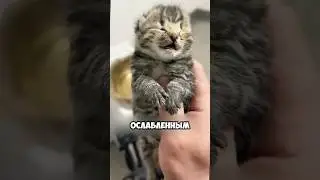 Принесла котёнка в дом, а он оказался рысью 😱🐈 