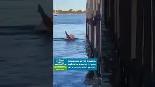 Мужчина хотел помочь выбраться акуле с суши, но что то пошло не так 