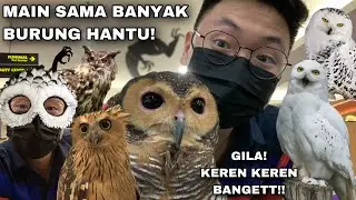 THERE ARE LOTS OF GHOSTS HERE! PLAY WITH DIFFERENT KINDS OF OWLS! SO MUCH FUN!