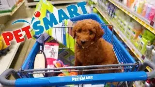 Golden Doodle PUPPY Goes Shopping!