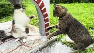 Real Cat Love❤️