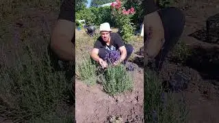 Обрезка лаванды🌿