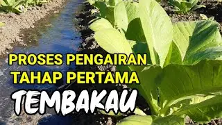 Cara Mengairi Tembakau Tahap Pertama