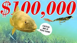 The $100,000 Fish | CCA Star Tournament