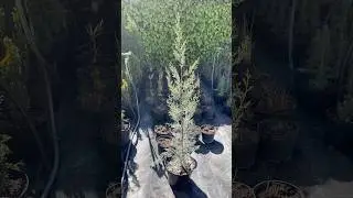 Кипарис аризонский ‘Fastigiata’ 💙