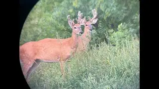 Deer devour natural vegetation