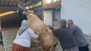 DEV ŞAVROLE BESİ BUZASI