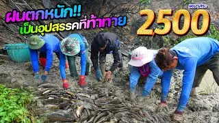 เจ้าถิ่นตัวใหญ่!! เหมาสระ 2,500 บาท ฝนตกหนักโชคดีปลาเยอะ จับสนุกตื่นเต้น l เหมาสระปี67 l Ep.04