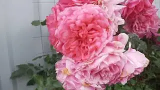 Роза Парад - очередной пересорт