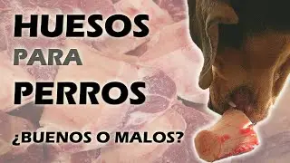 🍖 HUESOS CARNOSOS para PERROS ✔️ La Mejor Comida Natural