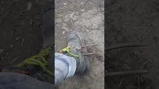 Когти по дереву