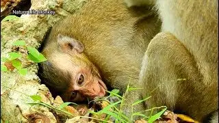 Poor Viola cry loudly on ground very hungry beg mom milk,Sean very exhausted hurt