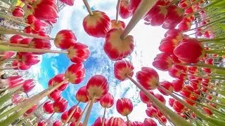 Sevishganlar suxbati 24 qism. Севишганлар сухбати 24 кисм.